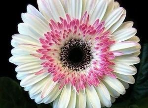 Meet your Posher, Xio